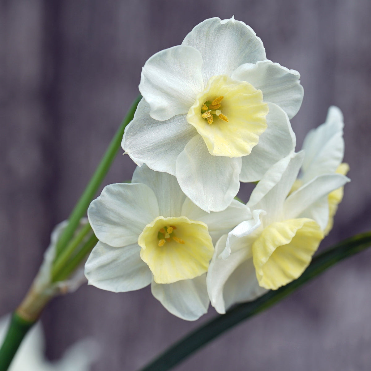 Fluwel Special Narcissus - fluwelnl