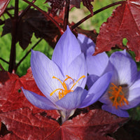 Crocus
