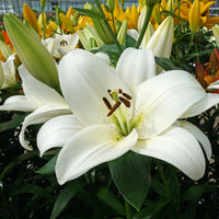 Lys