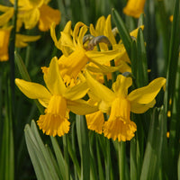Narcisses
