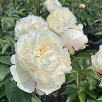 Pivoines