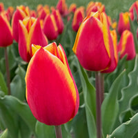 Tulipes