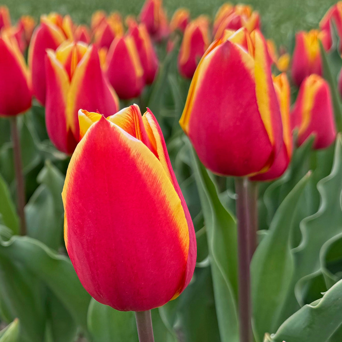 Tulpen - Fluwel