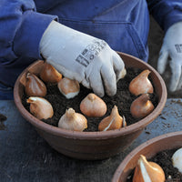 Bulbes de fleurs pour pots