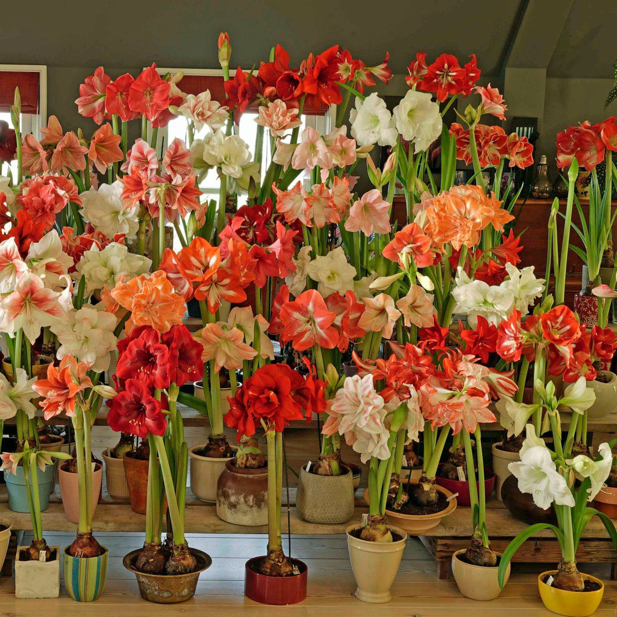 Amaryllis Red Cream - rode amaryllis - Fluwel