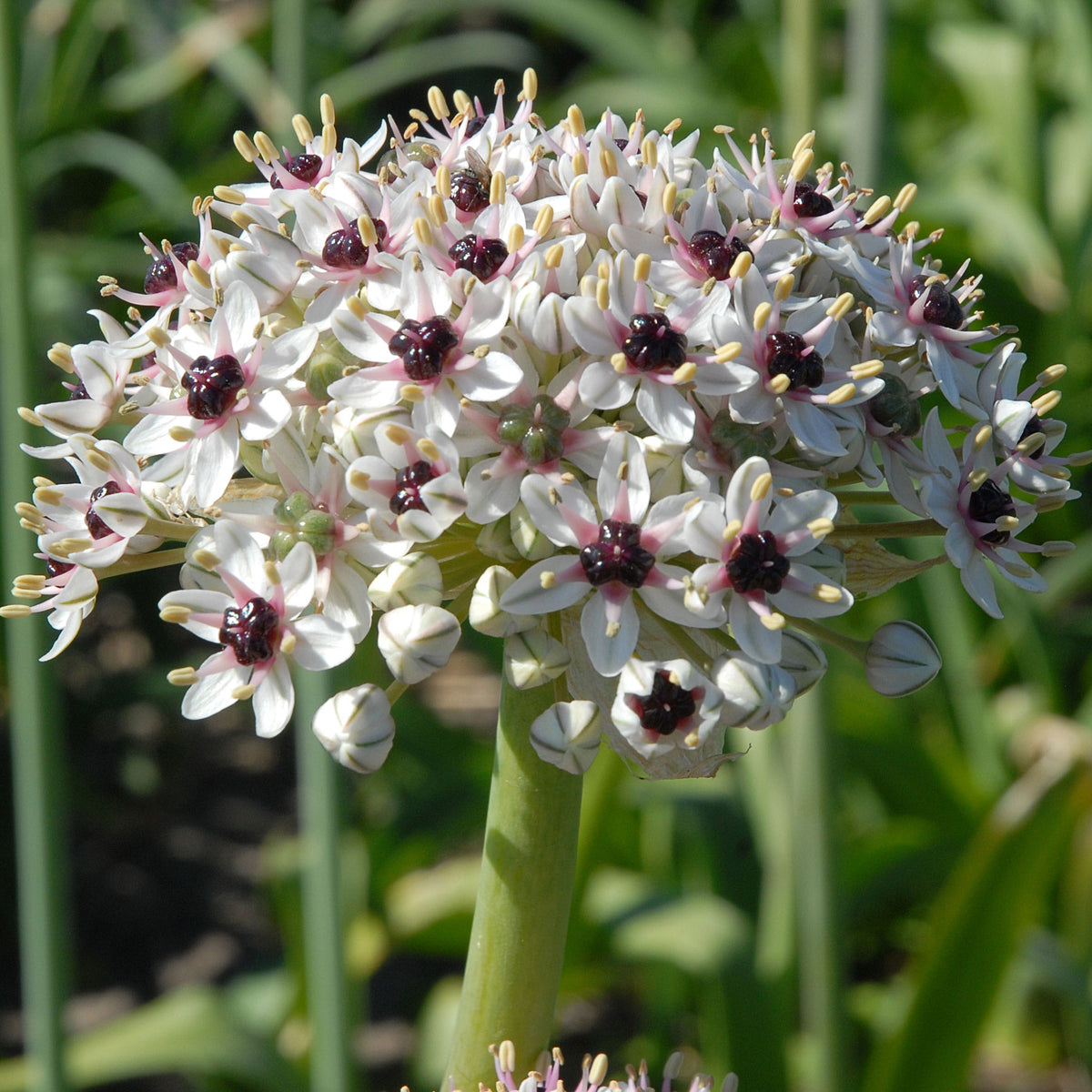 Allium Silver Spring - meerkleurige allium - Fluwel