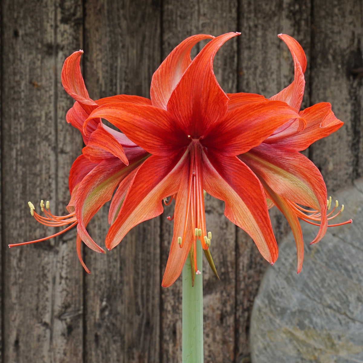 Amaryllis Bogota - rode amaryllis - Fluwel