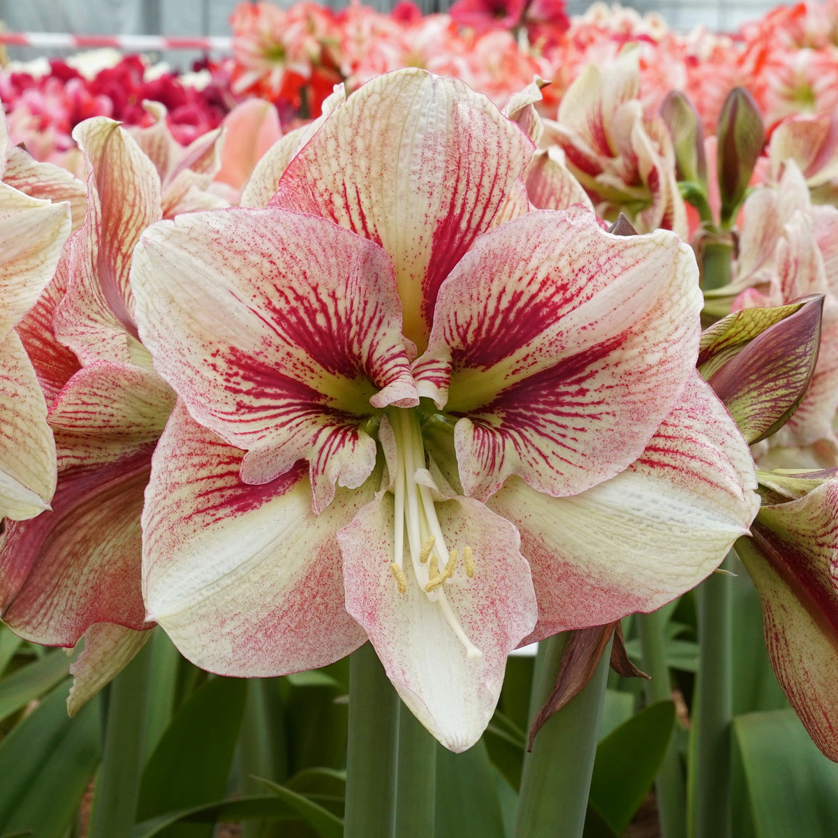Amaryllis Burgundy Haze