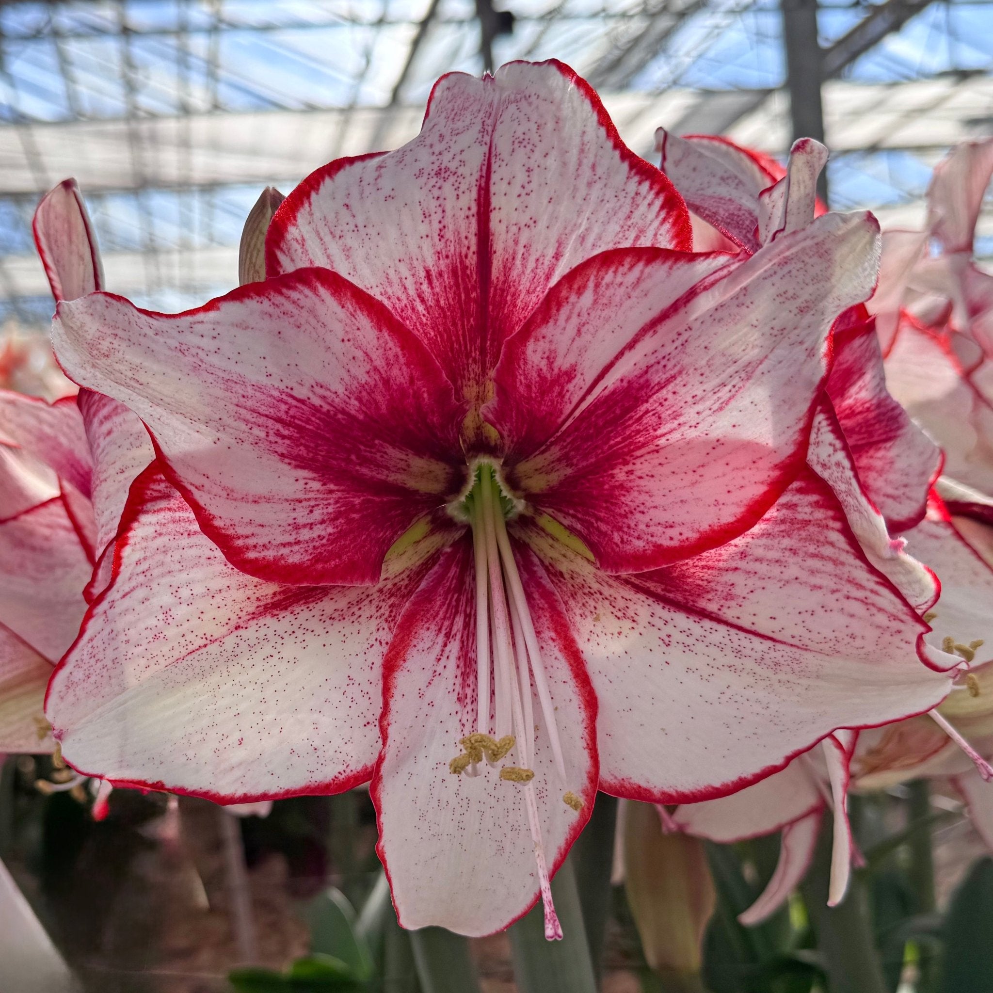 Amaryllis Chiara - amaryllis - Fluwel