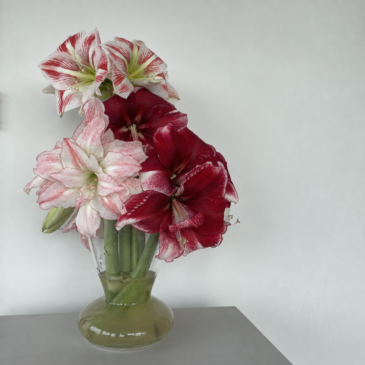 Couronne d’amaryllis