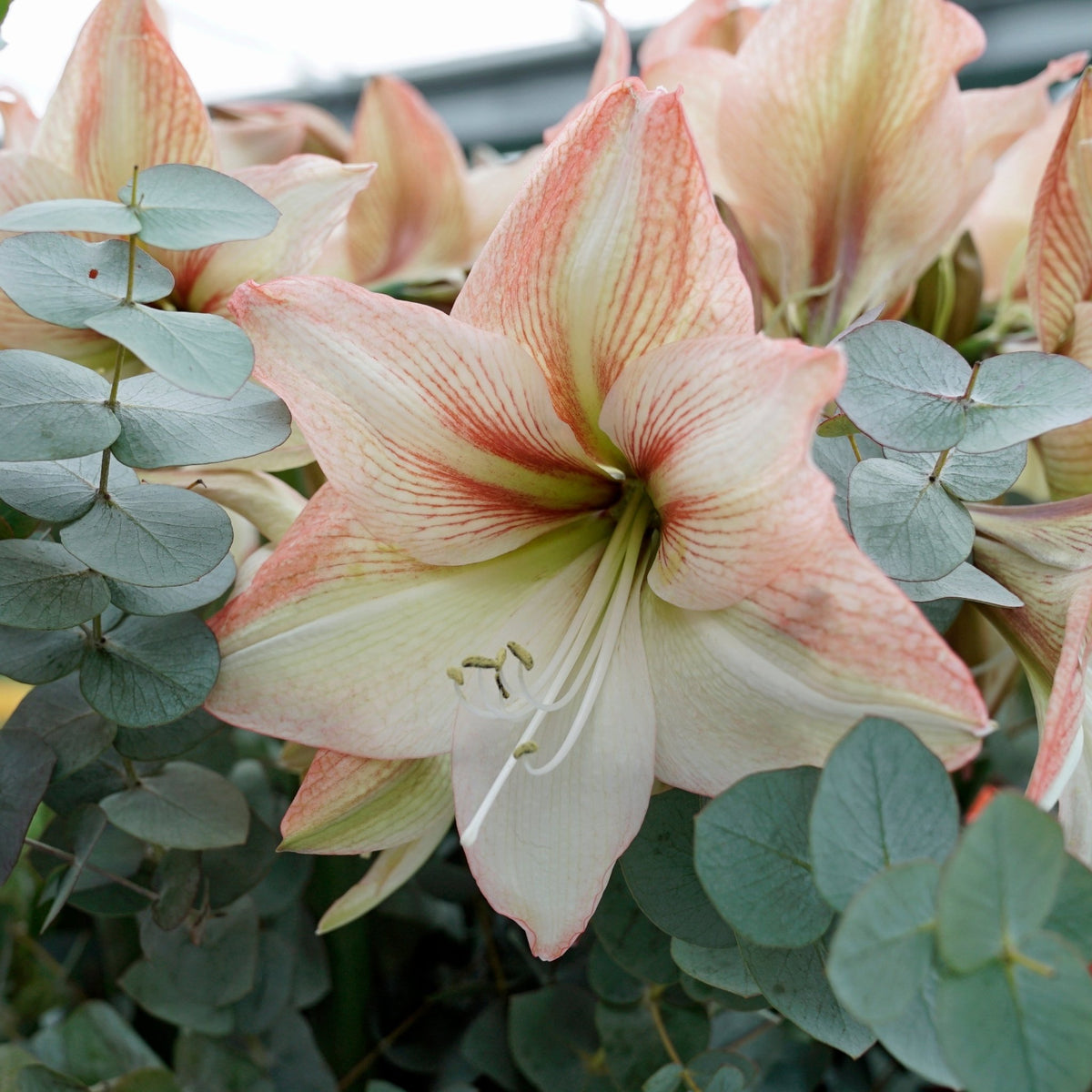 Amaryllis Amore - meerkleurige amaryllis - Fluwel