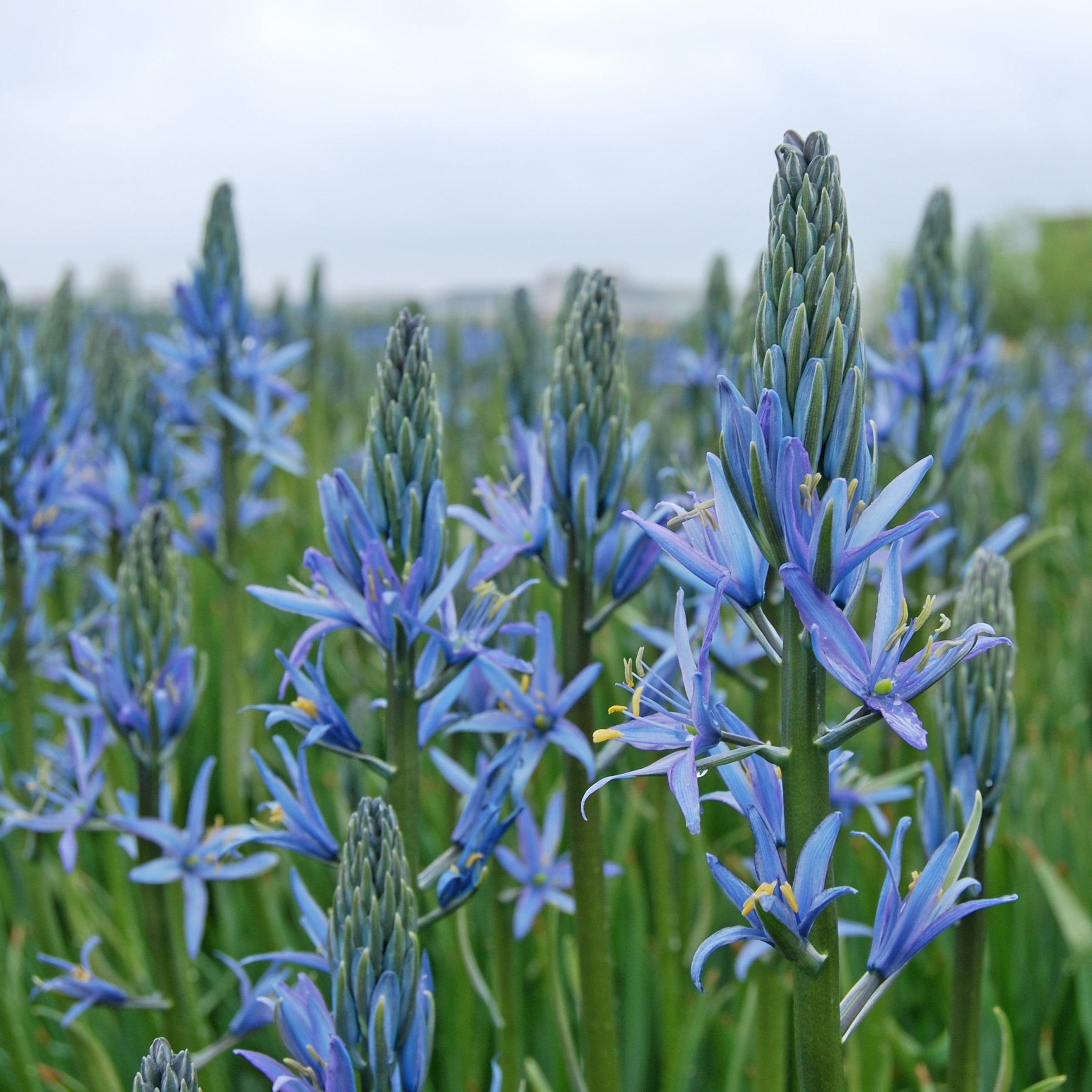 Camassia Blue Candle - blauwe camassia - Fluwel