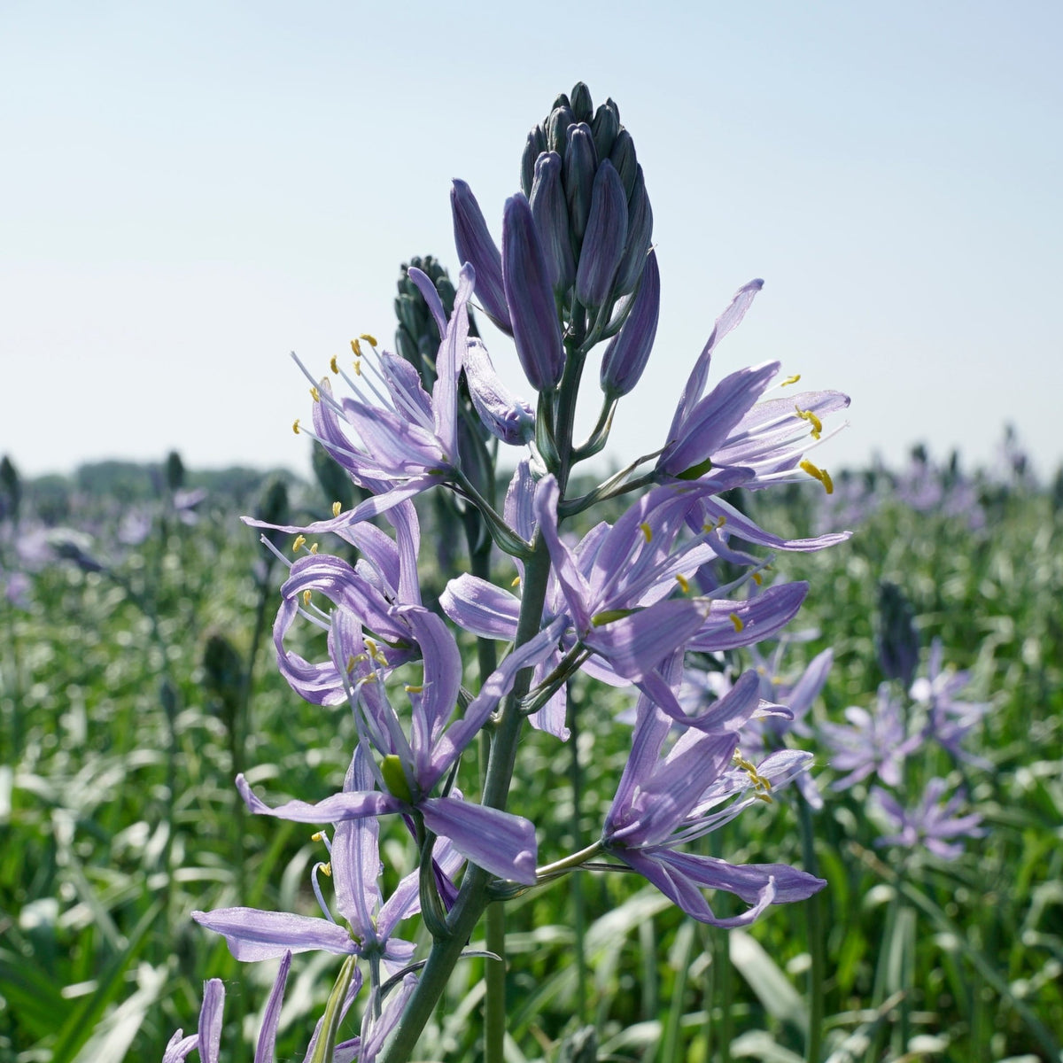 Camassia cusickii Zwanenburg - lila camassia - Fluwel
