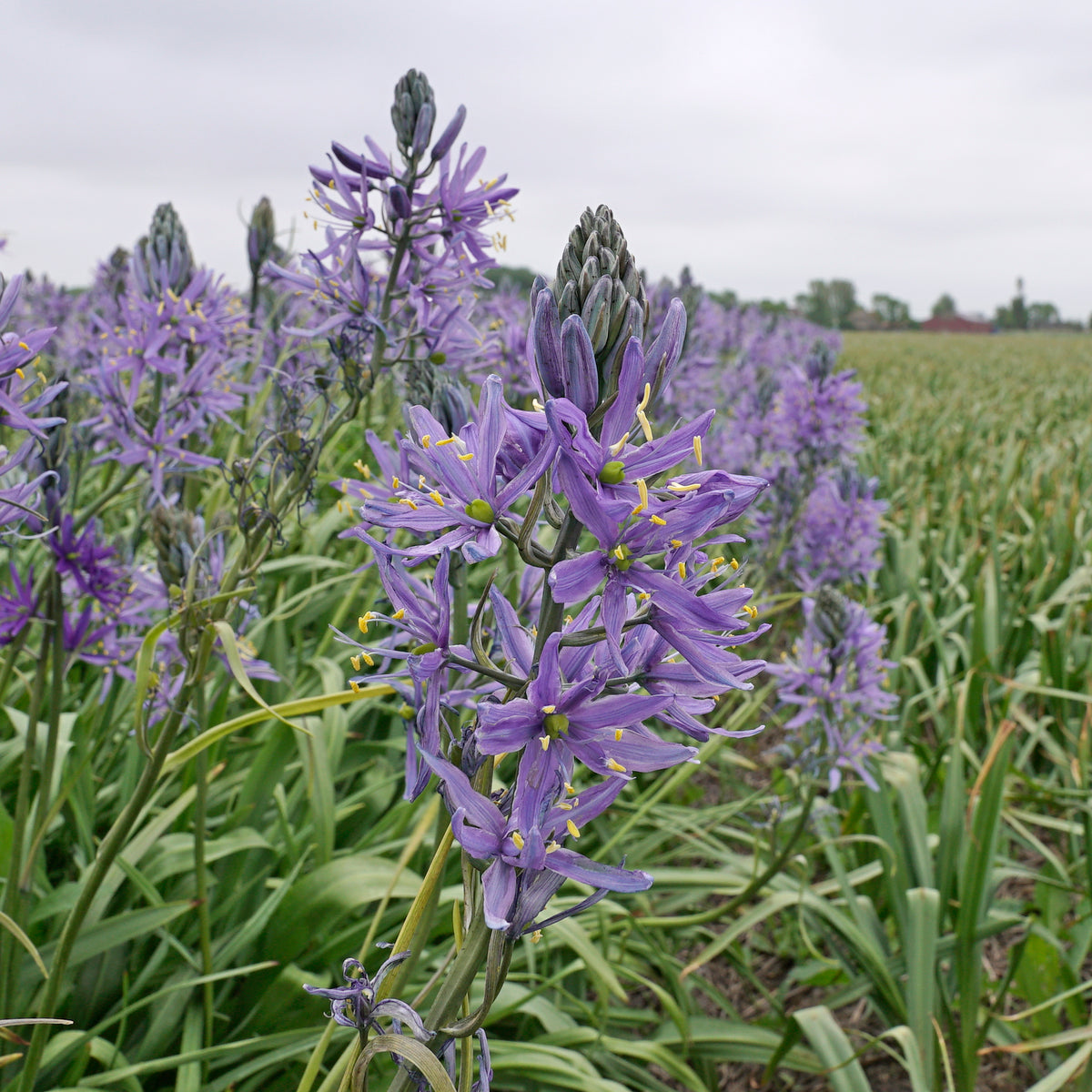 Camassia cusickii Zwanenburg