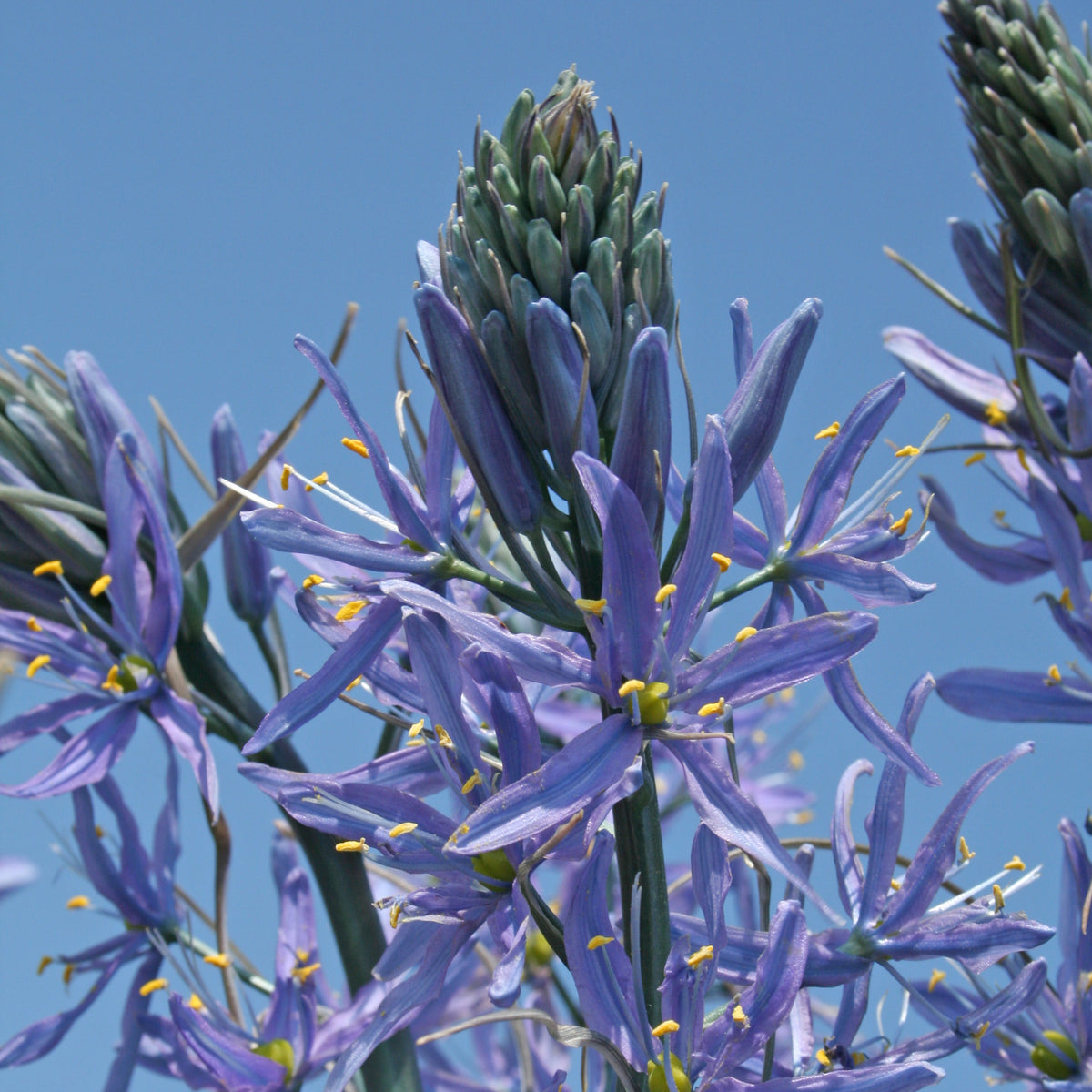 Camassia cusickii Zwanenburg
