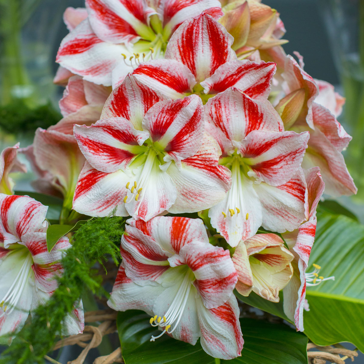 Amaryllis Clown