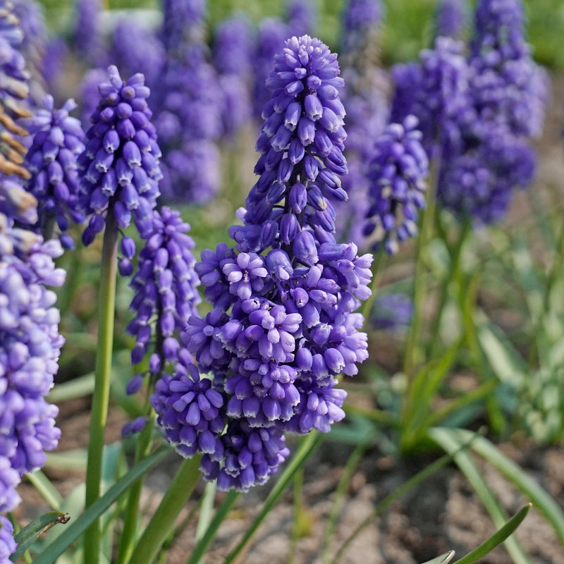 Muscari (Jacinthes des bois)