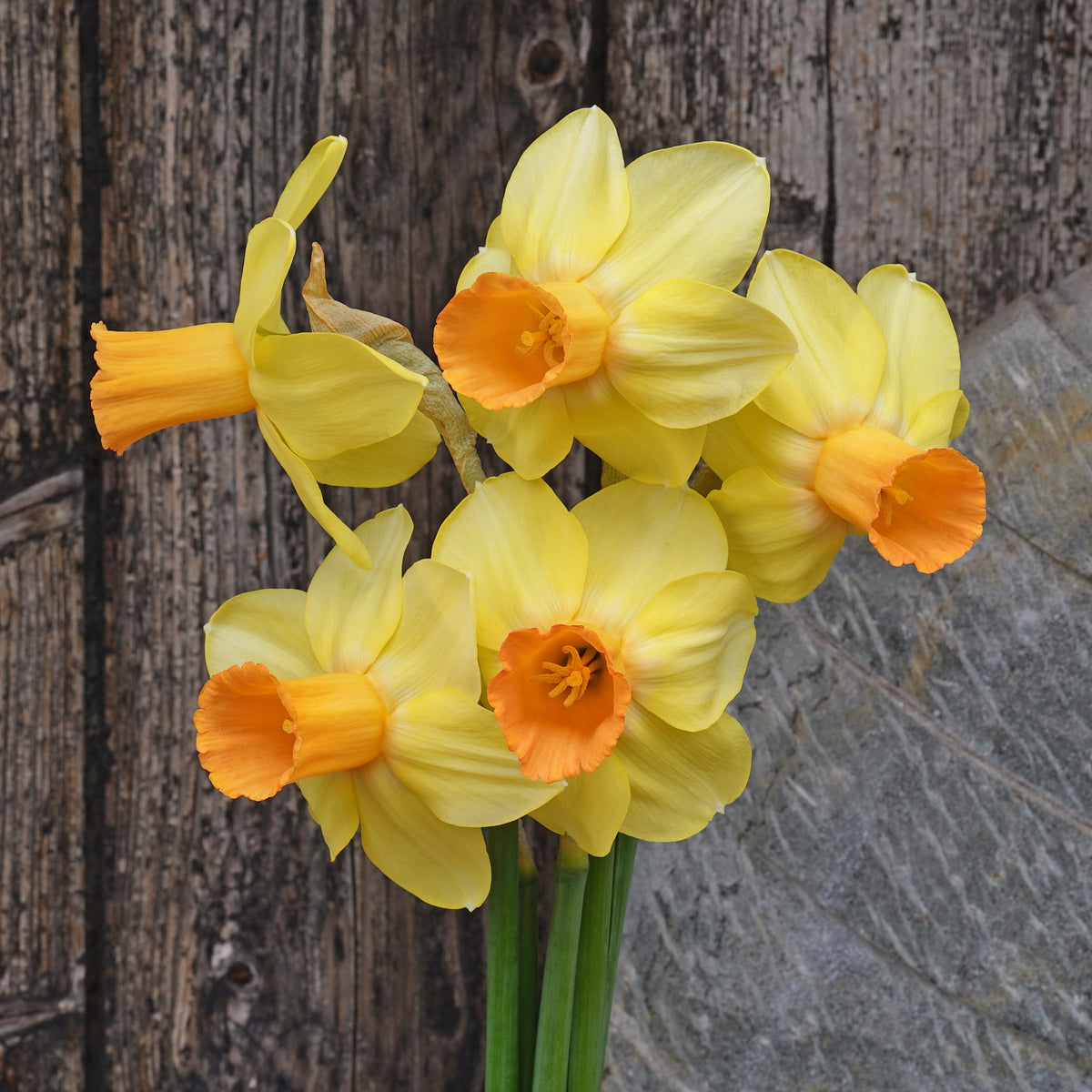Fidan - geel-oranje Cyclamineus narcis - Fluwel