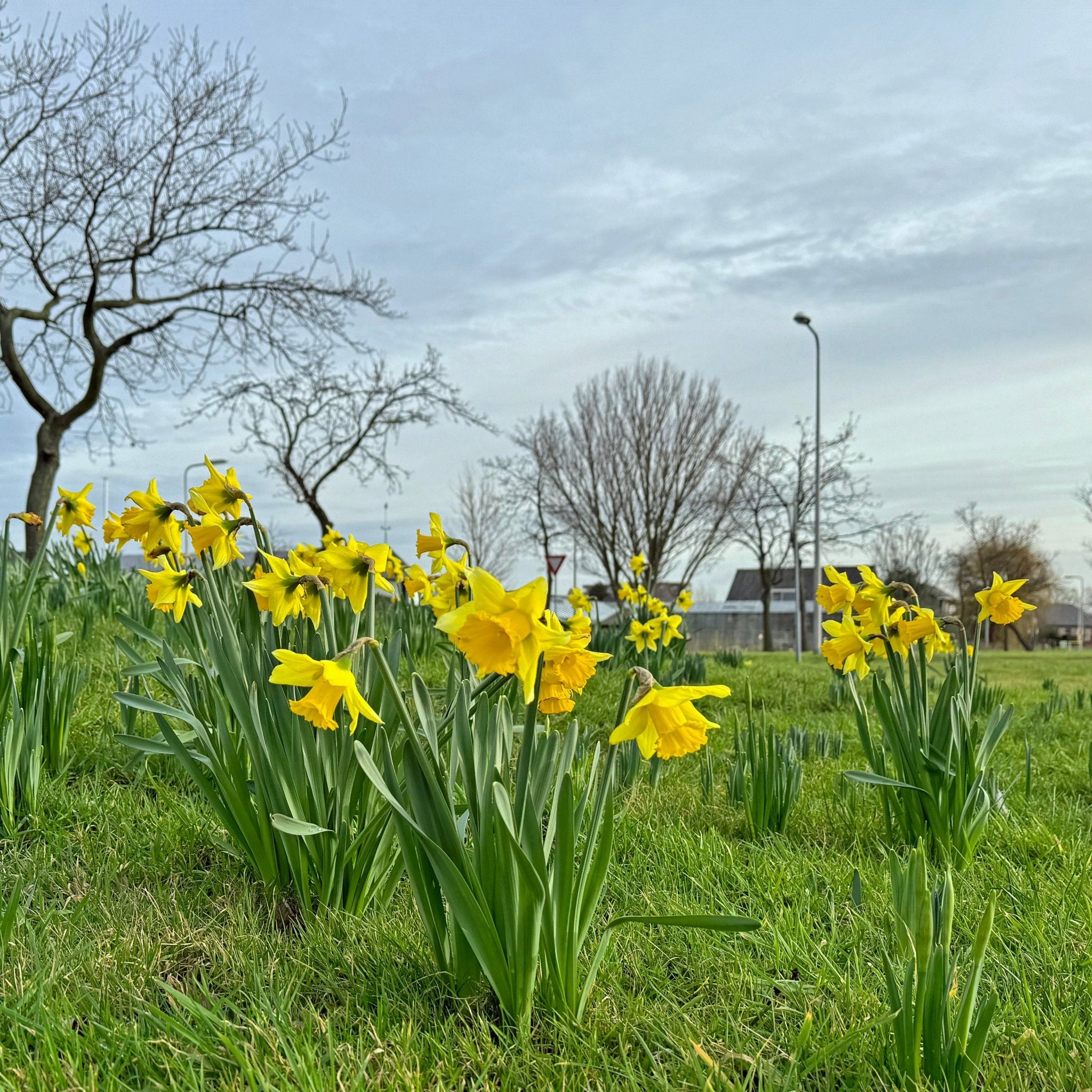 Rijnveld's Early Sensation - gele Trumpet narcis - Fluwel