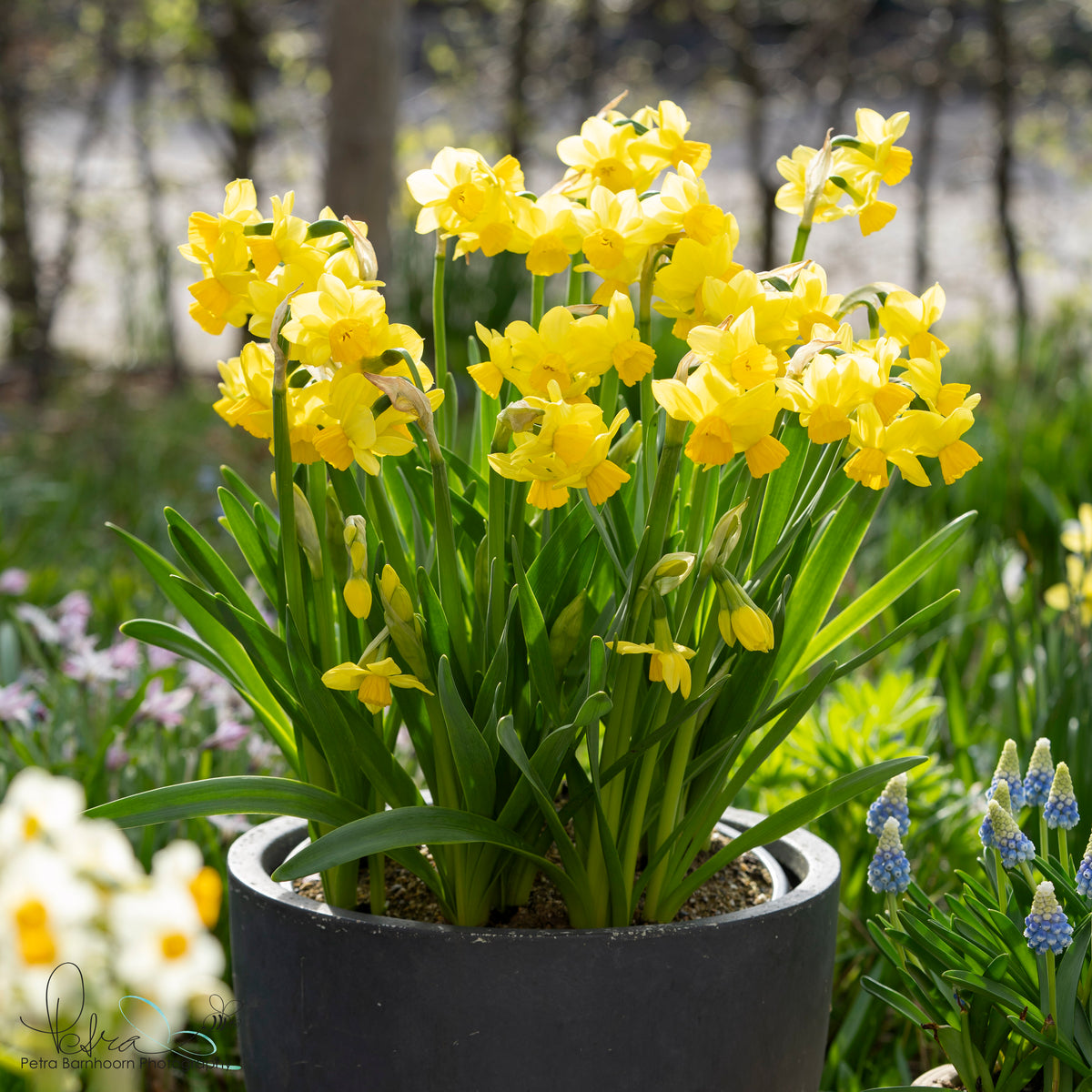 Cornish Chuckles - gele narcis - Fluwel