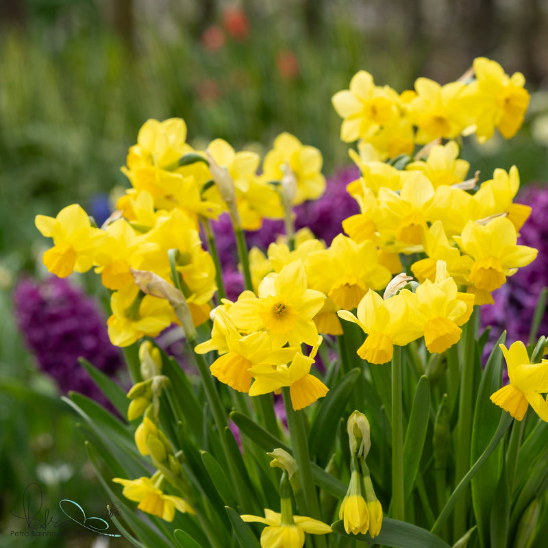 Narcisses