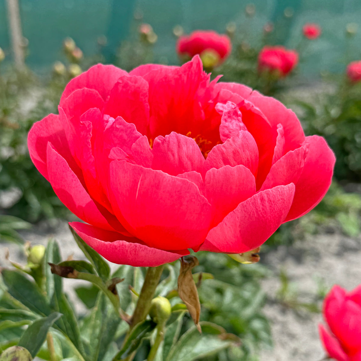 Peony Coral Magic - roze pioenroos - Fluwel