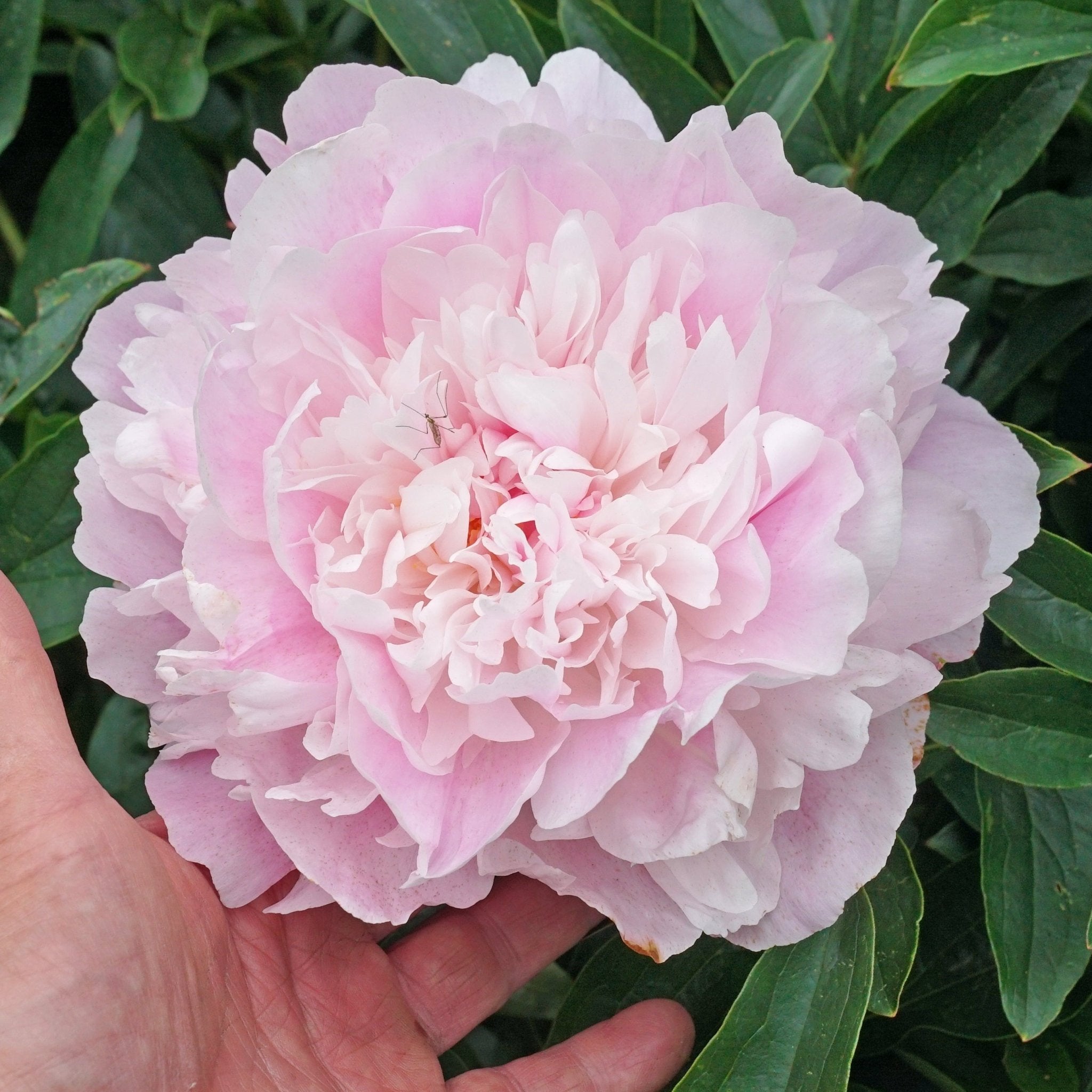 Peony Dinner Plate - roze pioenroos - Fluwel