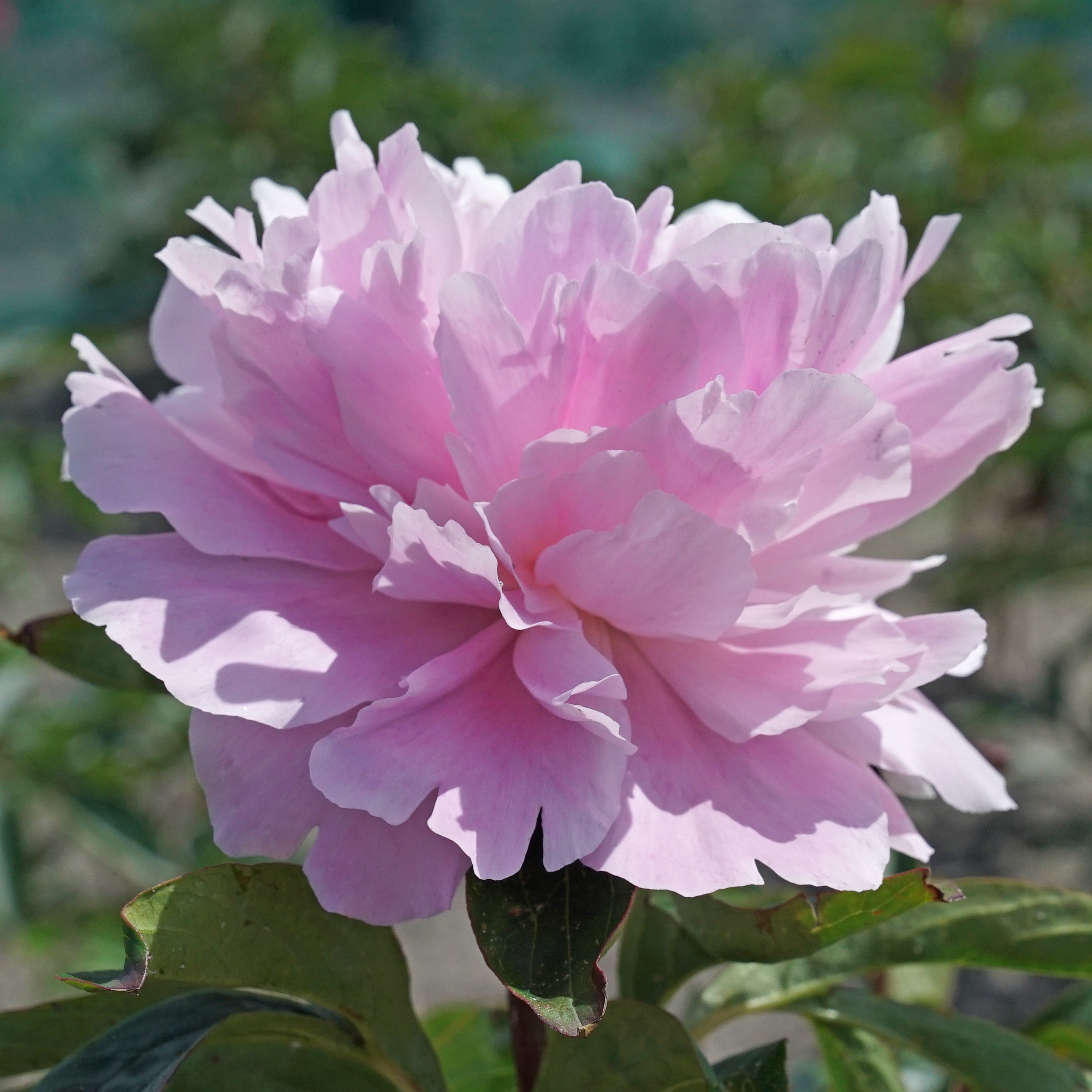 Peony Dinner Plate