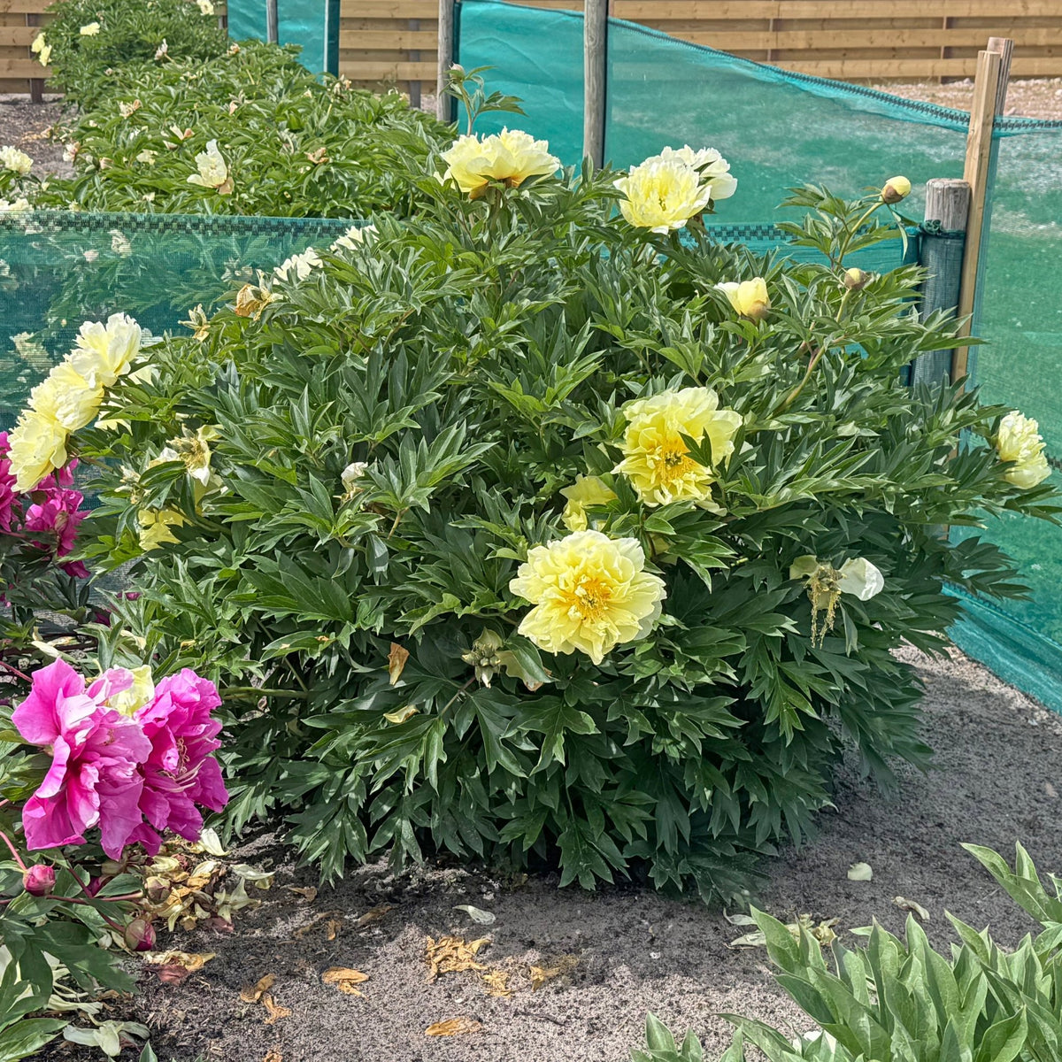 Peony Border Charm (Itoh) - gele pioenroos - Fluwel