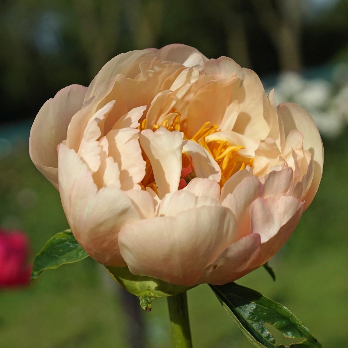 Peony King's Day - oranje pioenroos - Fluwel