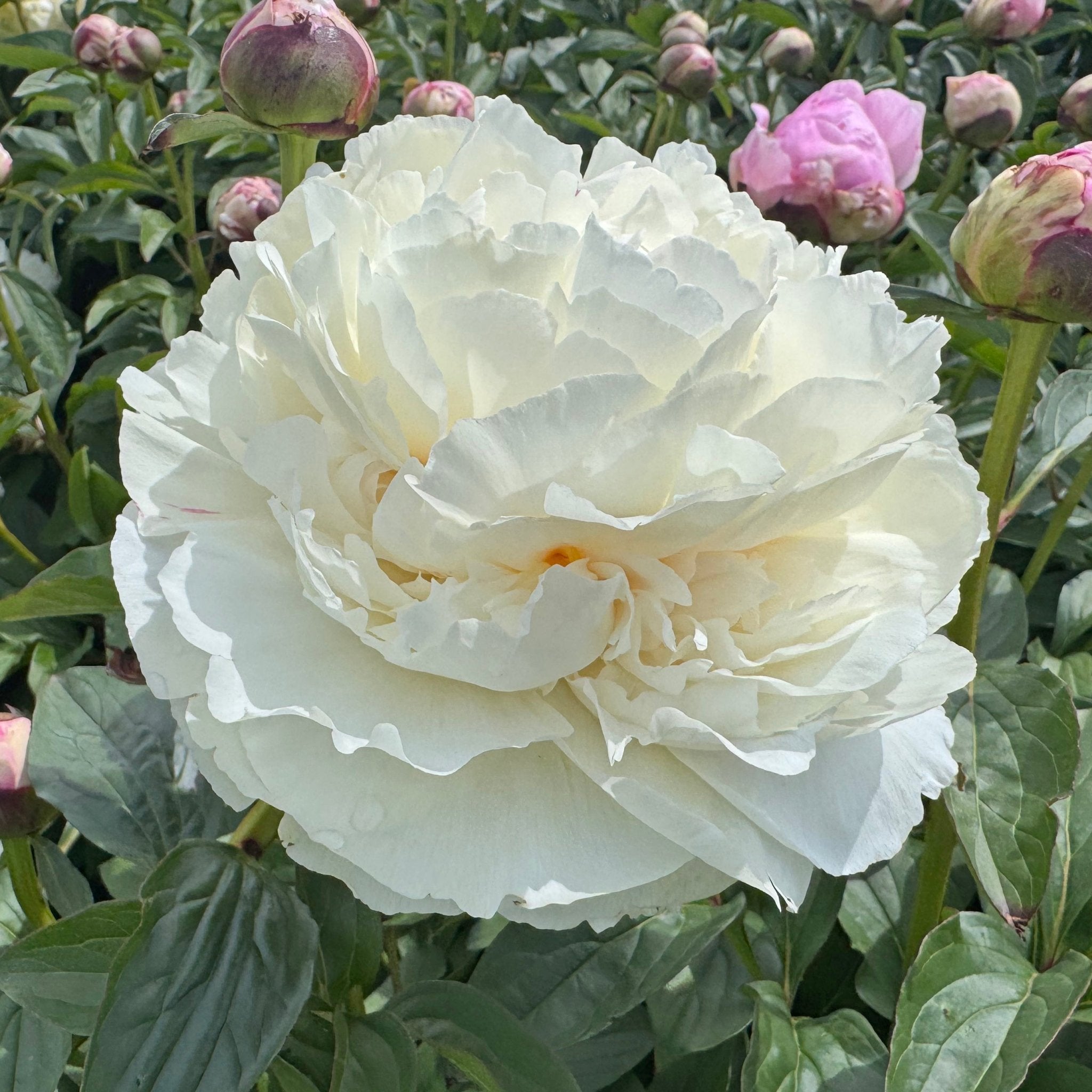 Peony Marshmallow Puff - witte pioenroos - Fluwel