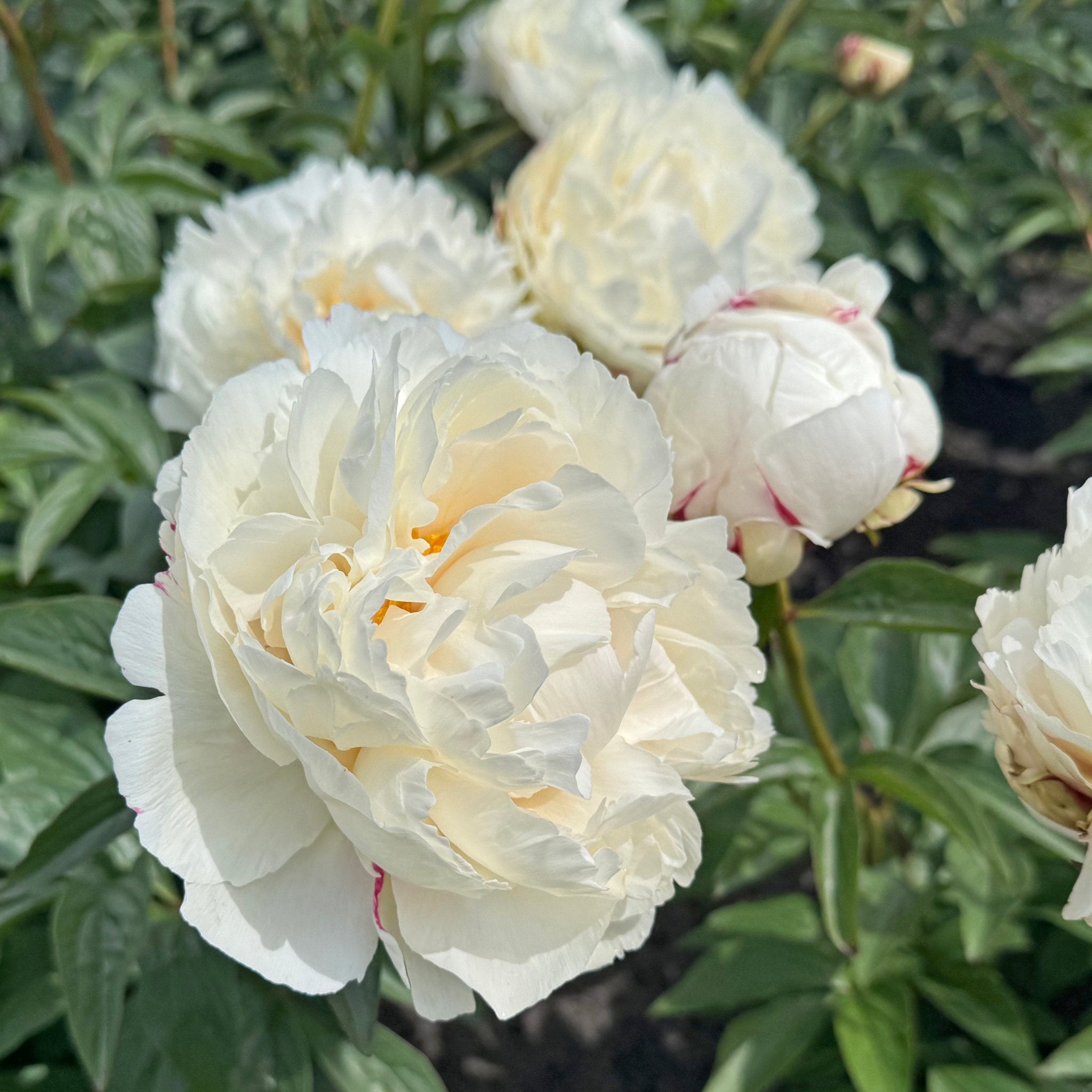 Peony Marshmallow Puff - witte pioenroos - Fluwel