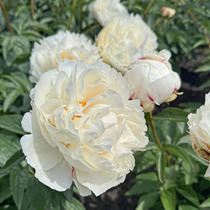 Pivoines