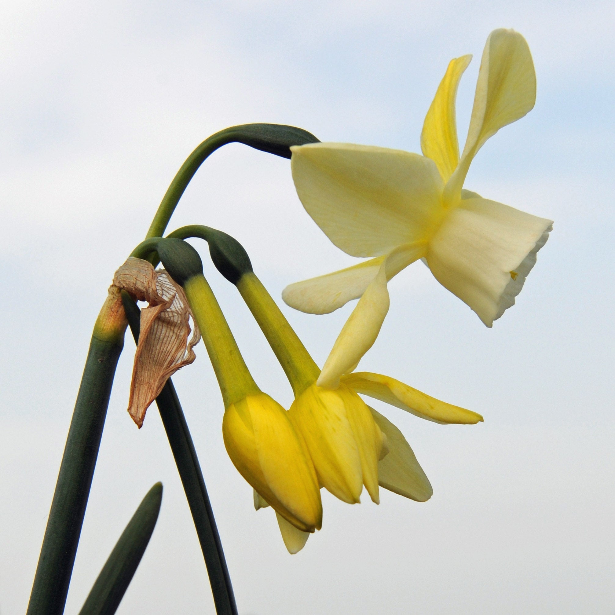 Abbey Road - Special Narcissus - Fluwel