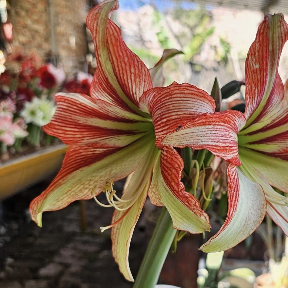 Amaryllis Happy Valley - Amaryllis - Fluwel