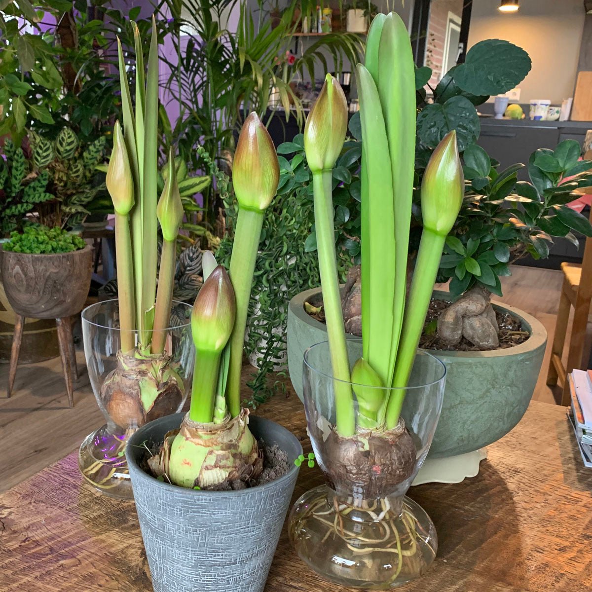 Amaryllis vaas met Amaryllis bol - Amaryllis - Fluwel