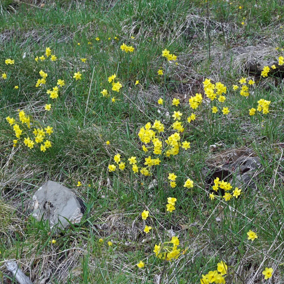 assoanus - Special Narcissus - Fluwel