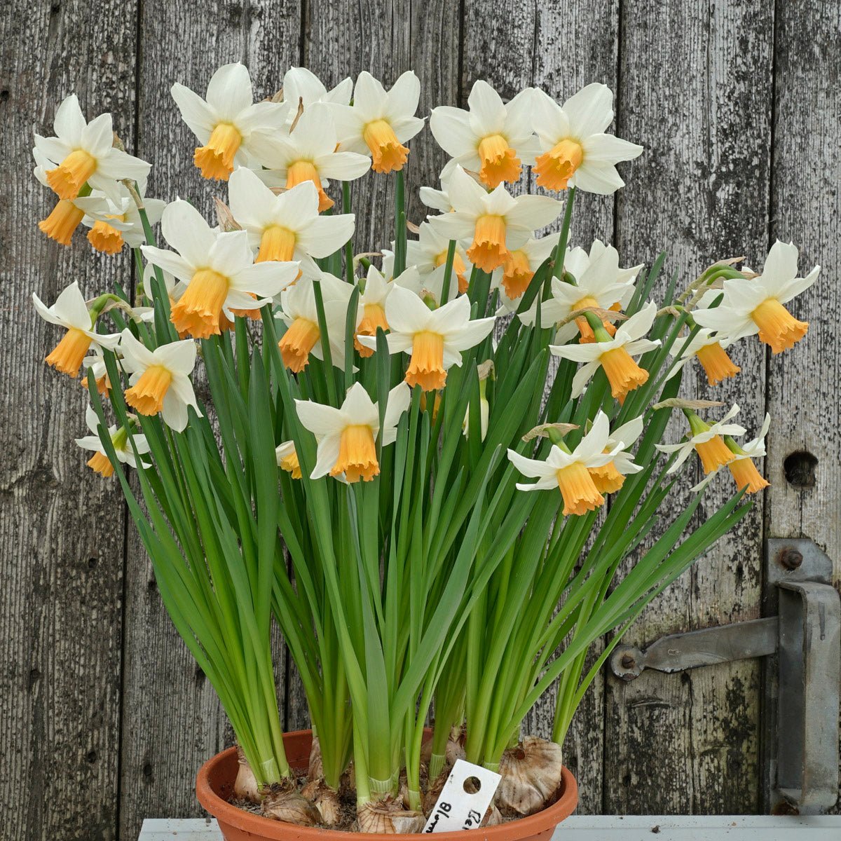 Bell Fly - Special Narcissus - Fluwel