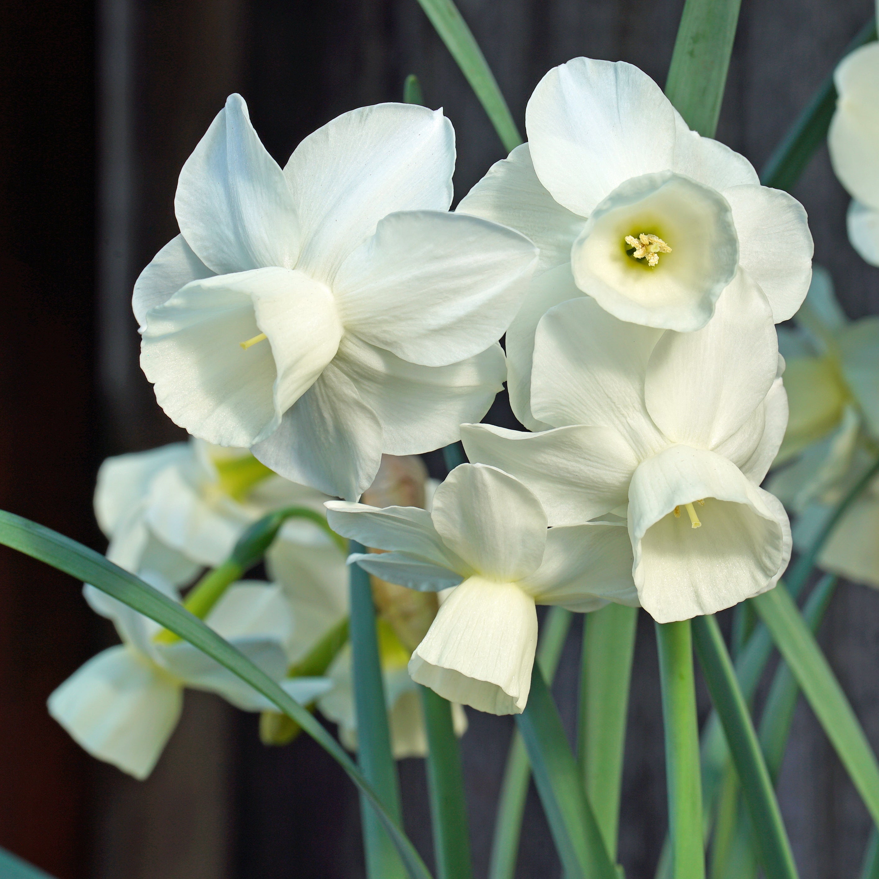 Belleza - Special Narcissus - Fluwel