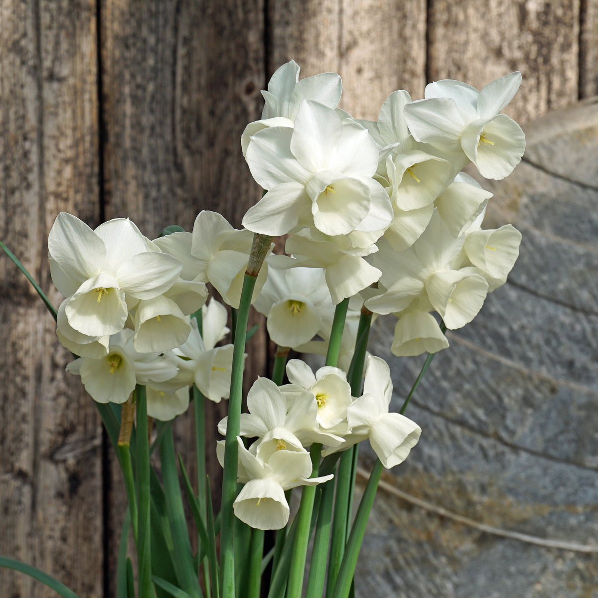 Belleza - Special Narcissus - Fluwel