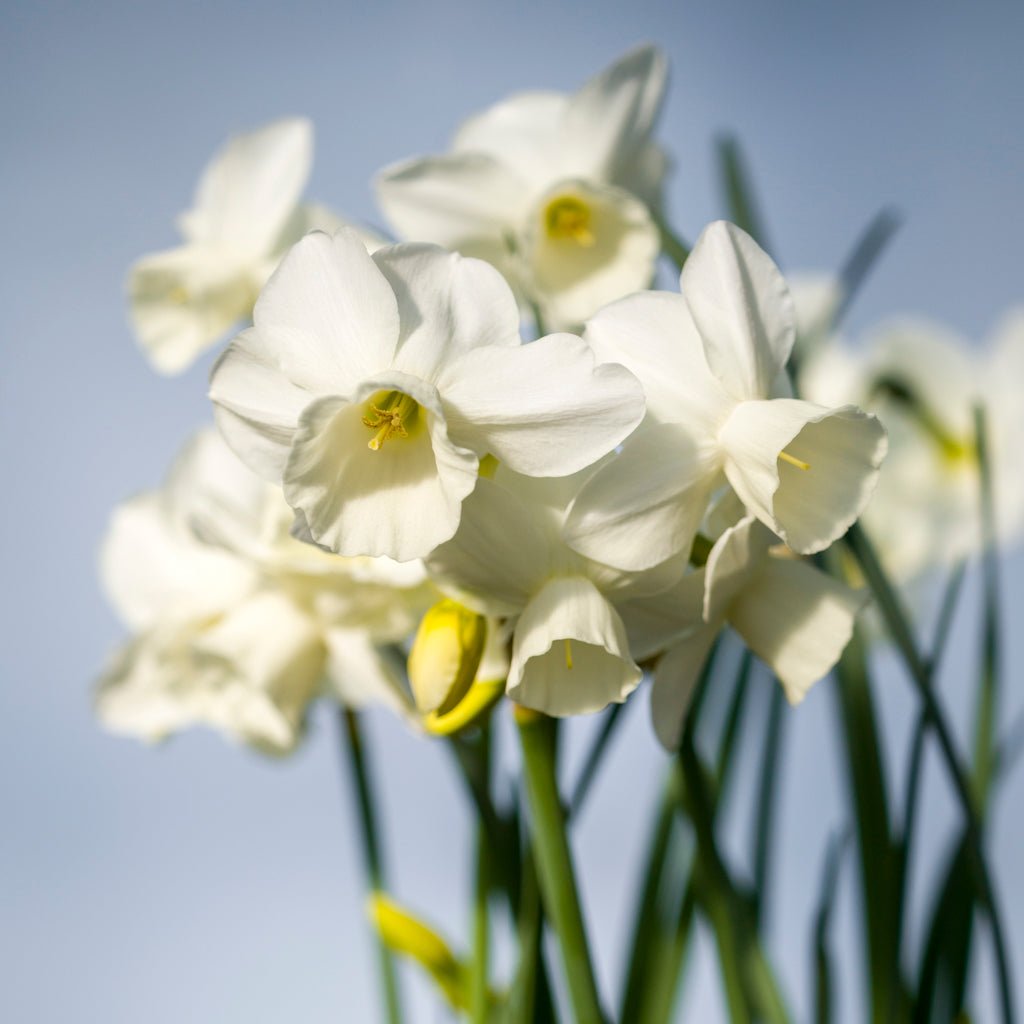 Belleza - Special Narcissus - Fluwel
