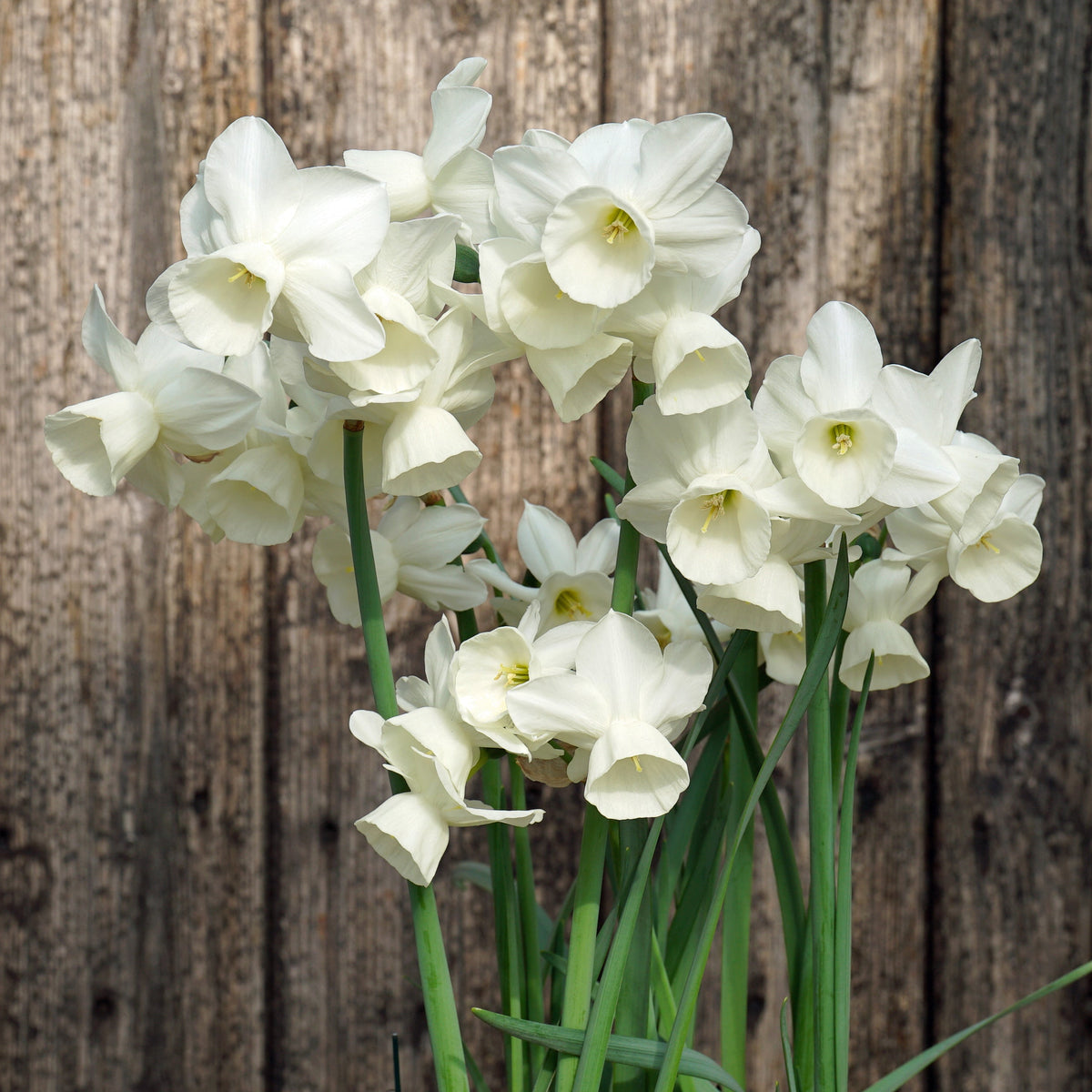 Belleza - Special Narcissus - Fluwel