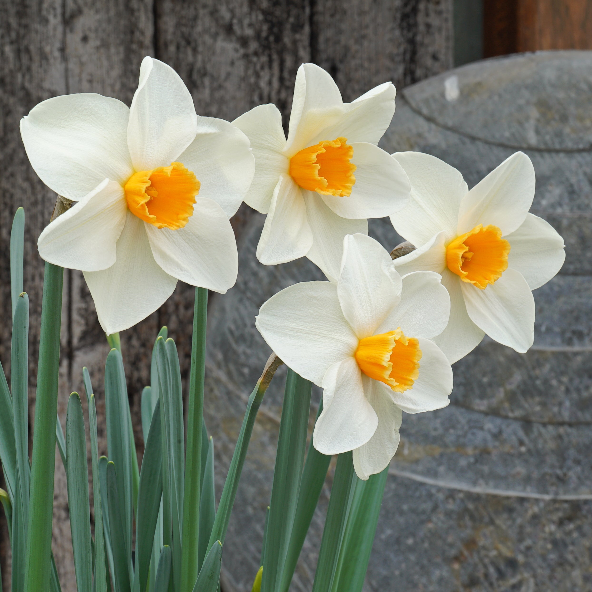 Bestie - Special Narcissus - Fluwel