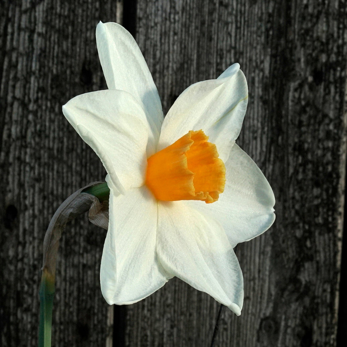 Bestie - Special Narcissus - Fluwel