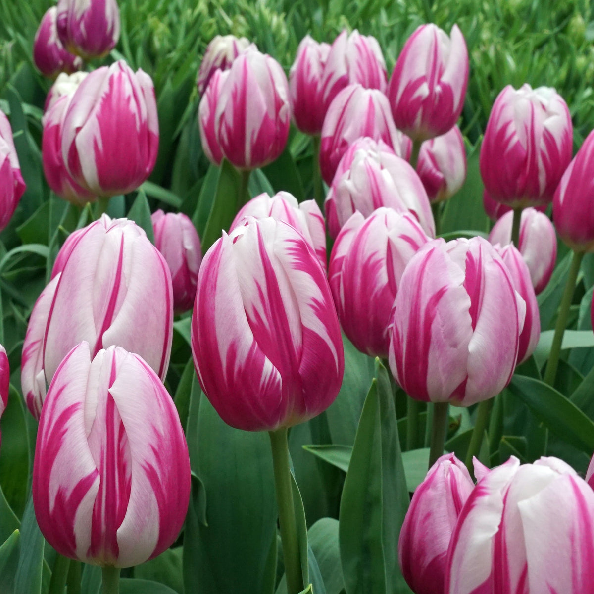 Bojangles - Tulips - Fluwel