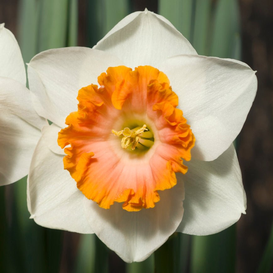 Bologna - Special Narcissus - Fluwel
