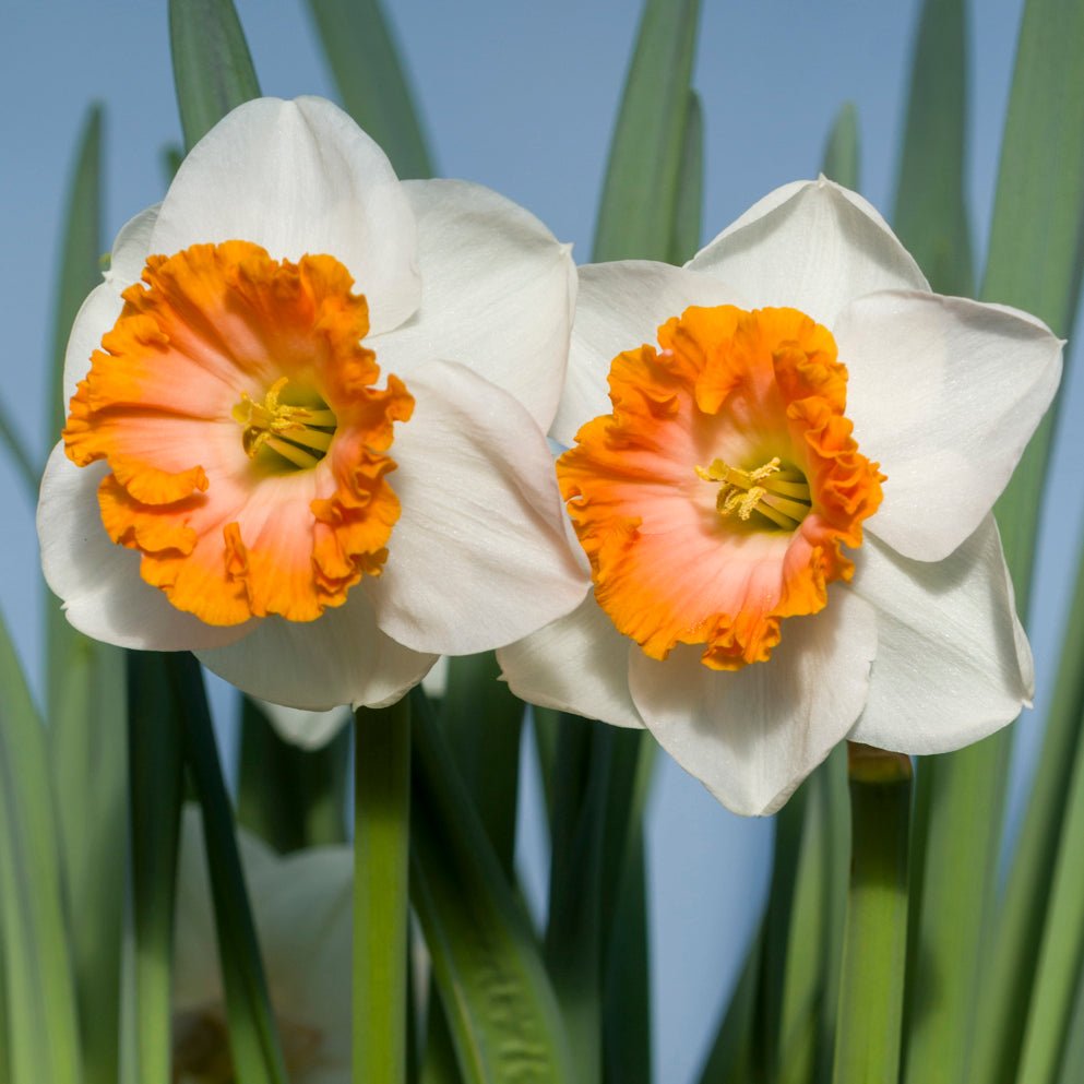 Bologna - Special Narcissus - Fluwel