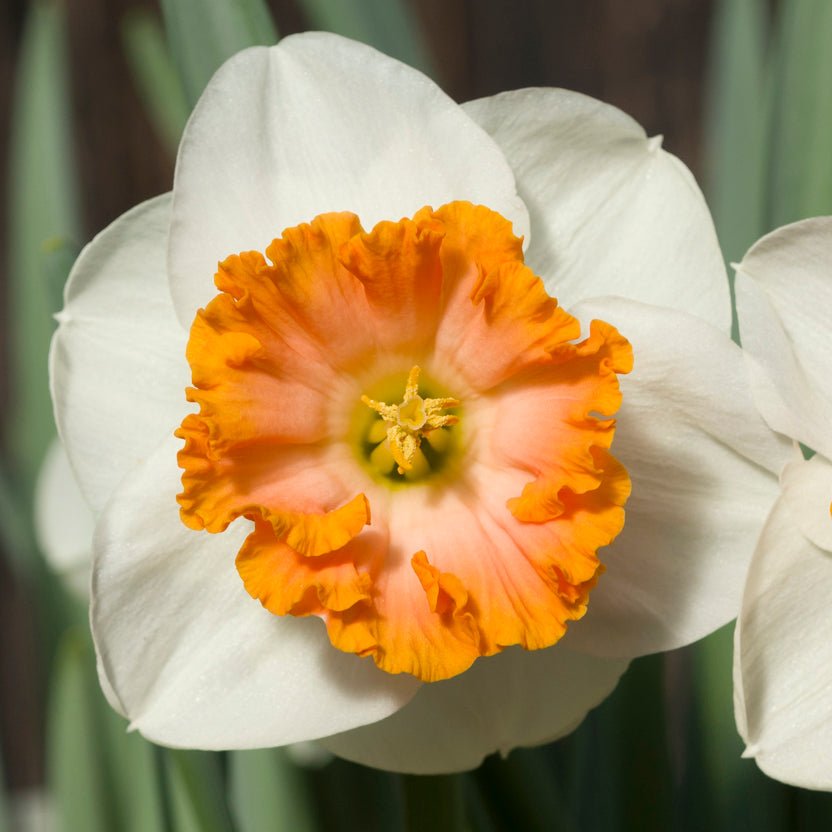 Bologna - Special Narcissus - Fluwel