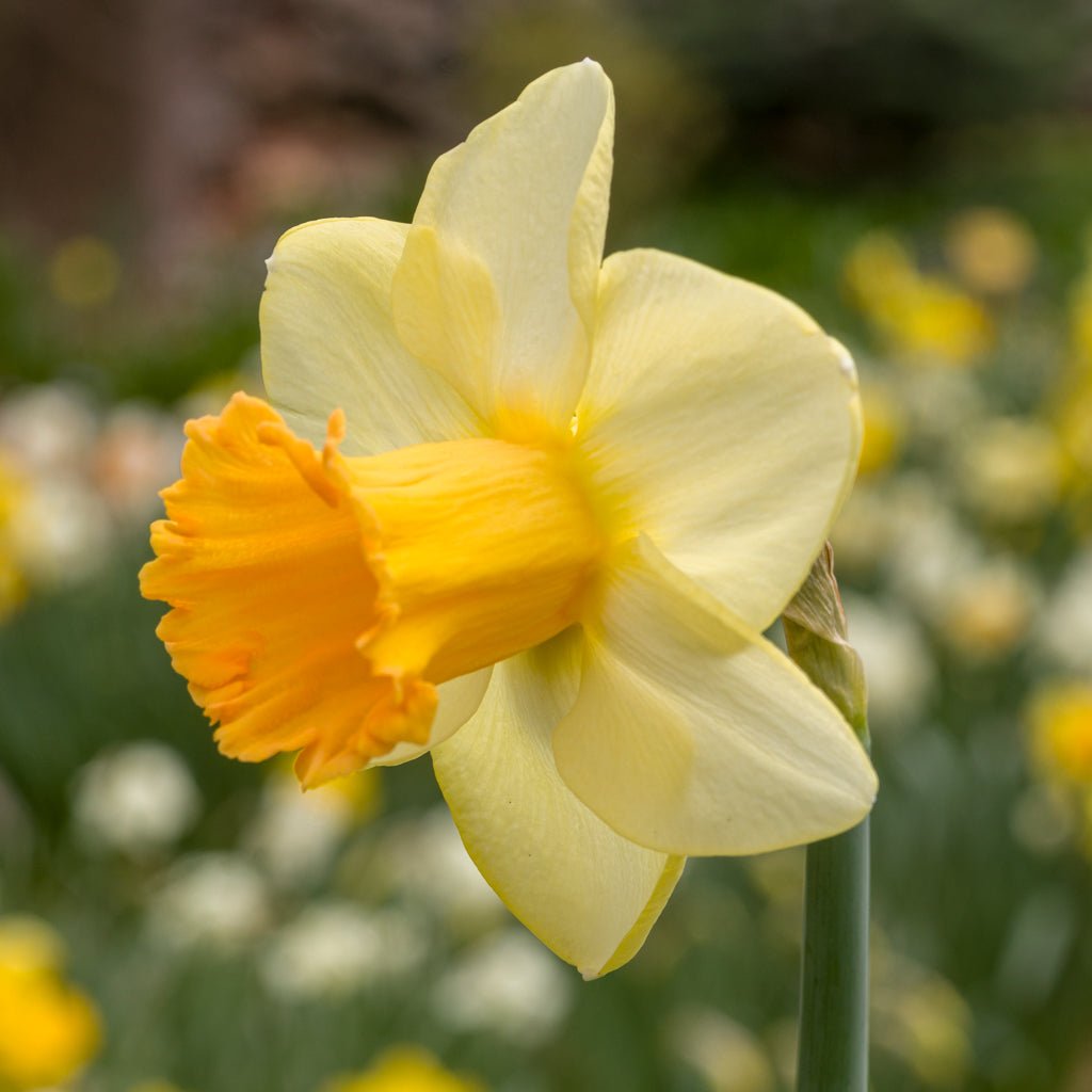 Bronzewing - Special Narcissus - Fluwel