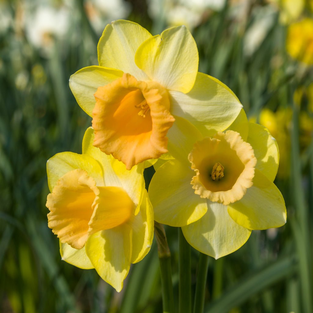 Bronzewing - Special Narcissus - Fluwel